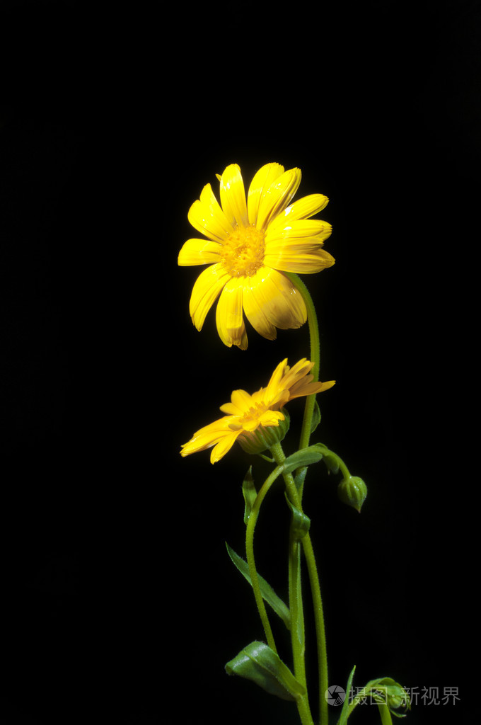 阳光明媚的金盏花在黑色上