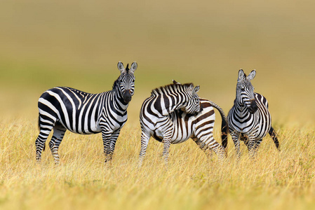 斑马在草自然栖息地，肯尼亚国家公园