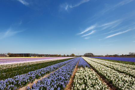 荷兰风景与花卉灯泡