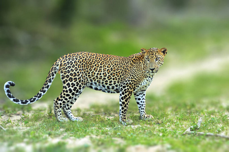 大走斯里兰卡豹，发现躺在 na 的野生猫科动物