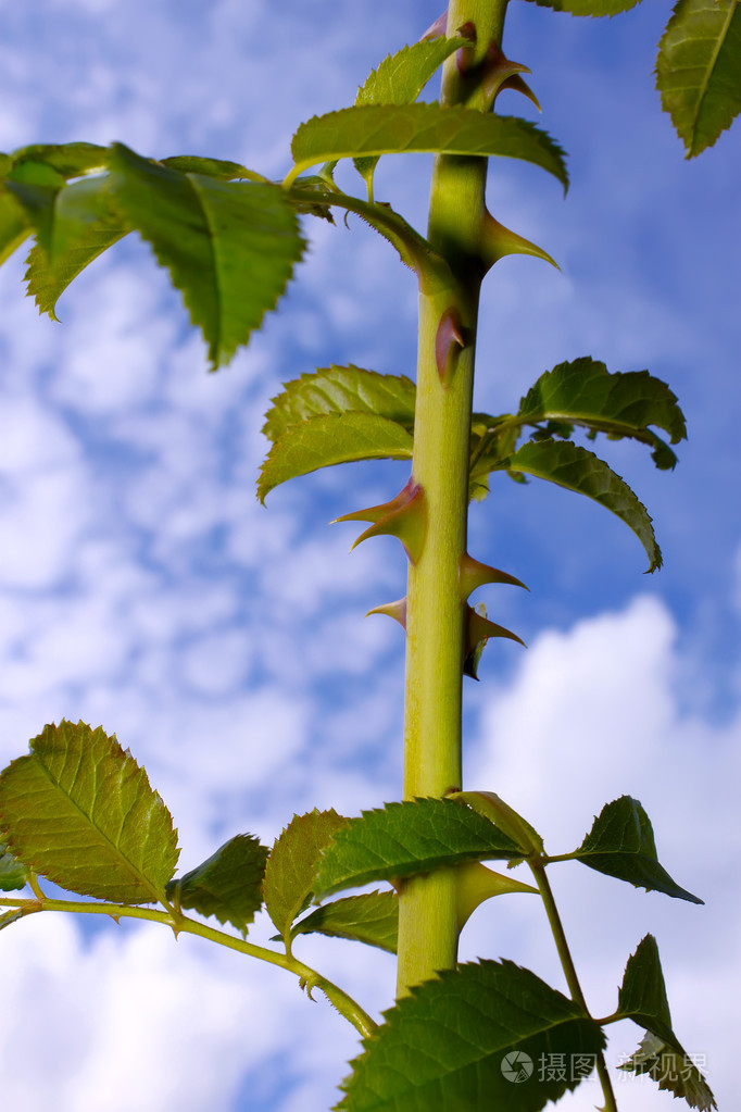 带刺的野玫瑰的茎