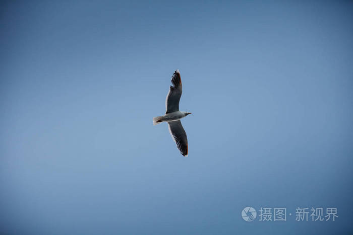 在天空中飞翔的海鸥