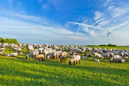 荷兰的夏季景观和羊群