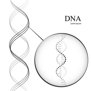 Dna 分子。孤立在白色背景上的矢量图