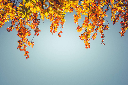 在秋季橙叶蔚蓝色的天空