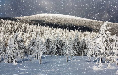 冬日的山，耶塞尼克山雪林观