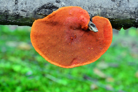 红朱砂蘑菇