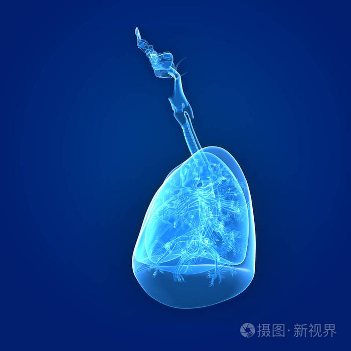 肺和心脏前视图