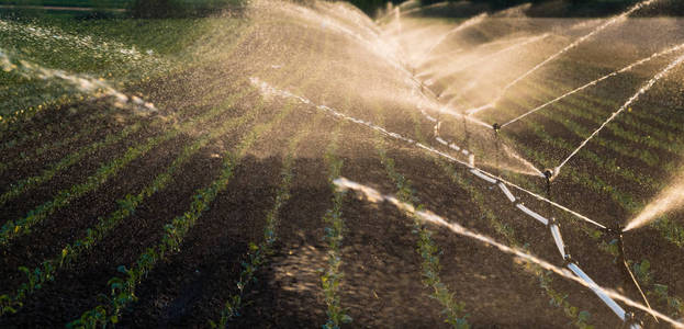 浇水的大豆作物的灌溉系统