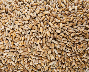 小麦籽粒为背景
