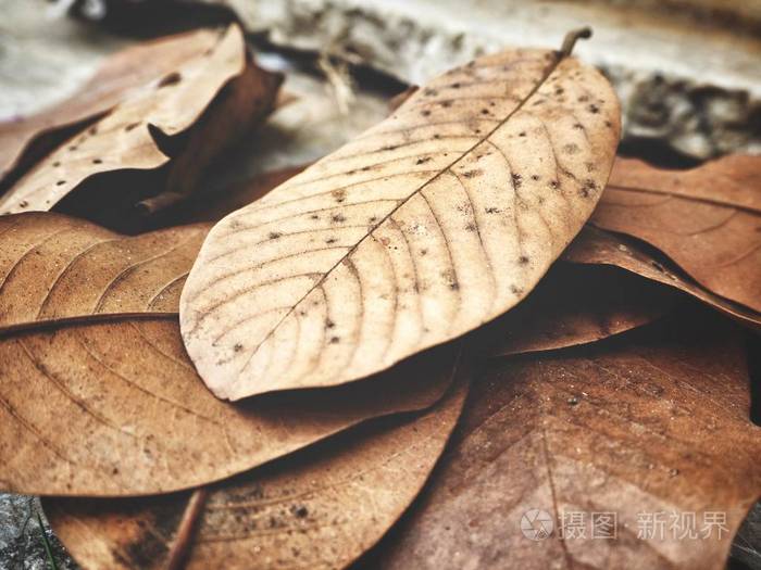 干燥的秋天叶子的接近的看法纹理背景