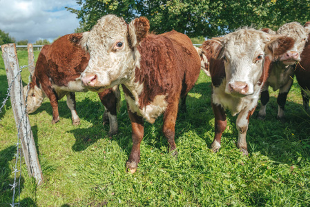 母牛在绿色草甸, 夏天牧场地