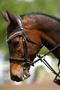 美丽的显示跳线马头侧面视图肖像特写照片