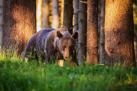 棕色的熊进森林