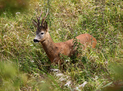 在字段 Roedeer 巴克