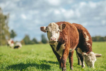 母牛在绿色草甸, 夏天牧场地