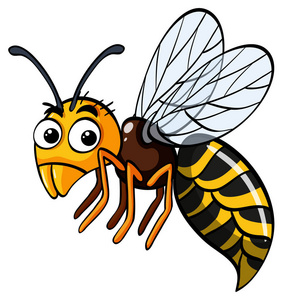 蜜蜂的飞行在白色背景上照片