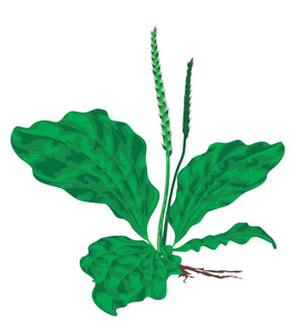 阔叶车前草图片