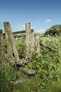 美丽充满活力的英国乡村景观的田园 sunsh