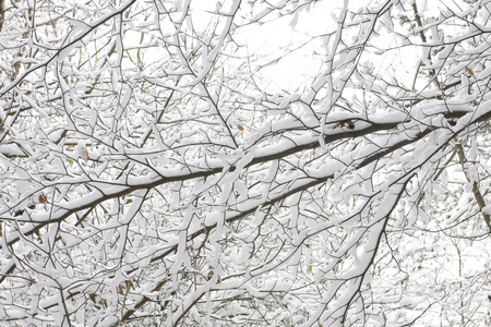 冬季景观埋在雪里