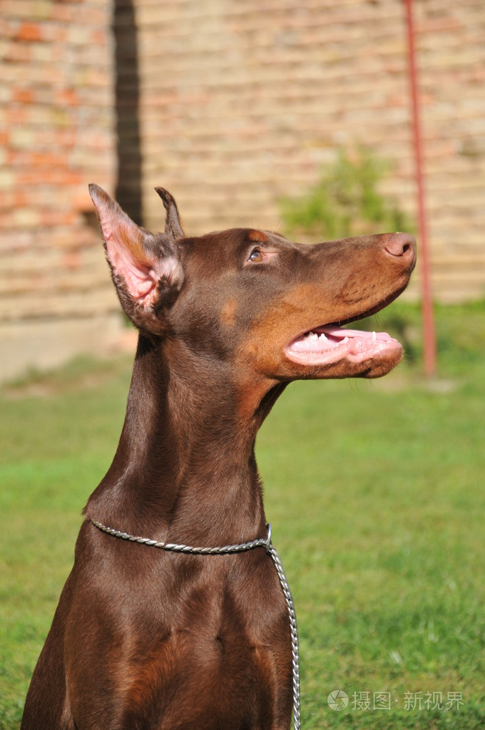 杜伯文犬的肖像