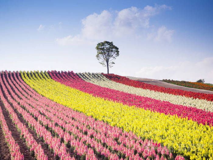 五颜六色的花床在夏天在日本北海道美瑛山照片 正版商用图片01ik61 摄图新视界
