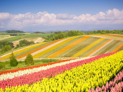 北海道美瑛图片 北海道美瑛素材 北海道美瑛插画 摄图新视界 北海道美瑛图片 北海道美瑛素材 北海道美瑛插画 摄图新视界