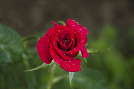 夏天在花园里一朵美丽的红色玫瑰花, 散发着宜人的香味, 雨后滴水