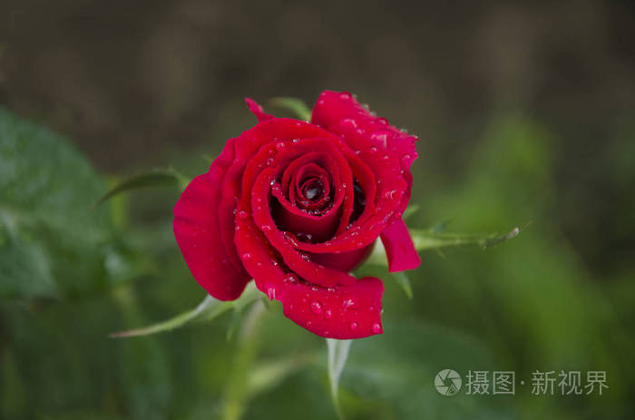 夏天在花园里一朵美丽的红色玫瑰花, 散发着宜人的香味, 雨后滴水