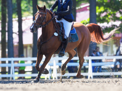 马术在夏天日本马术在夏天日本在冬天的奔马马术比赛在日本clsoe 白