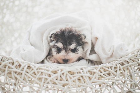 可爱的西伯利亚沙哑的小狗沐浴后覆盖着一条白色的毛巾