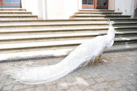 白孔雀遍布的尾部羽毛