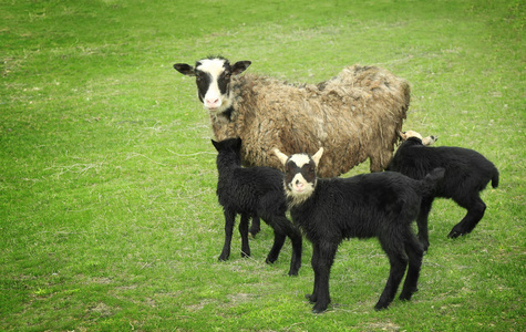 可爱有趣的羊羔和羊