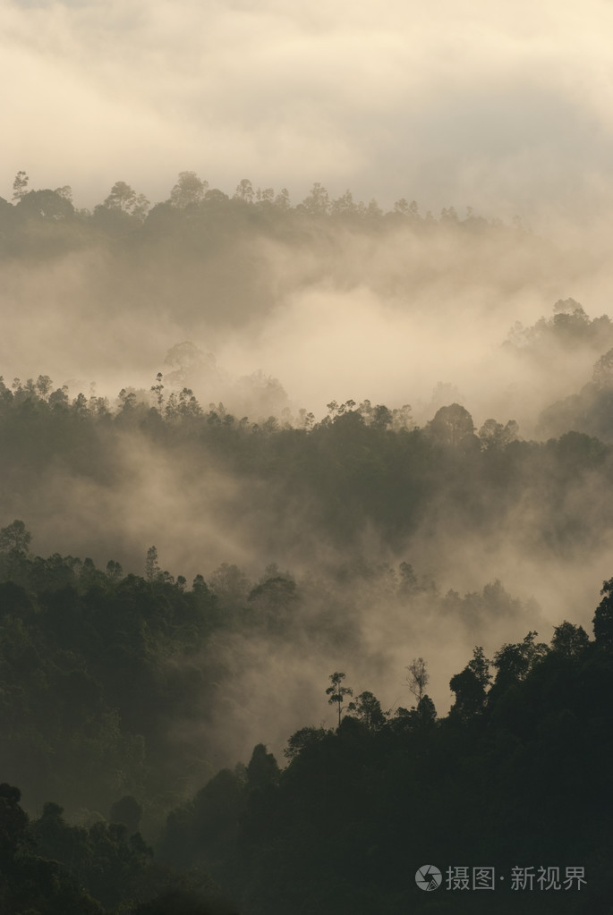 早在清晨薄雾森林