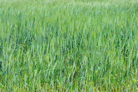 绿色领域的小麦
