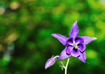 耧或西方耧斗菜 耧福尔摩沙 花