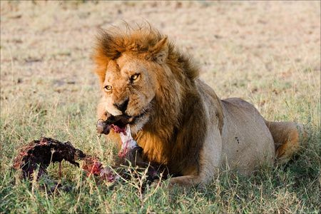 狮子的晚餐。 2