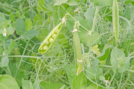 在花园里种植的绿豌豆