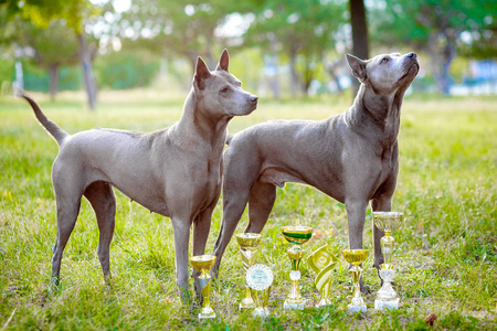 泰国脊背犬的两只狗