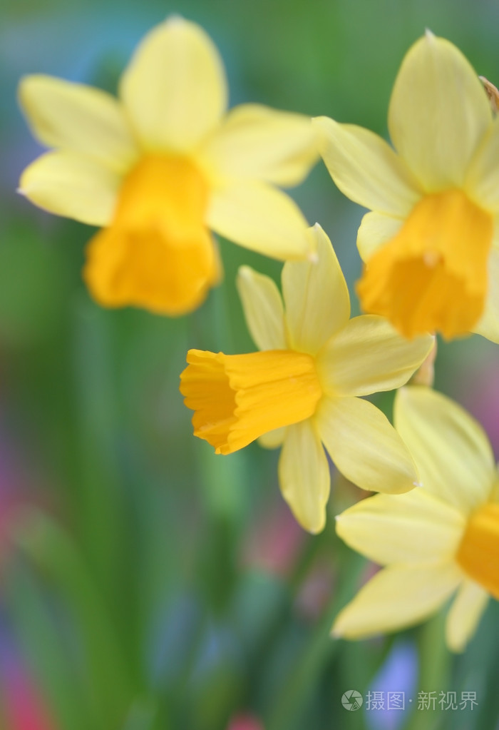 黄水仙 黄 水仙花 Daffodil的名词复数 照片 正版商用图片01j125 摄图新视界