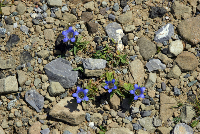 龙胆属的植物龙胆根