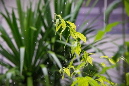 在植物上下雨时水溅起水花图片