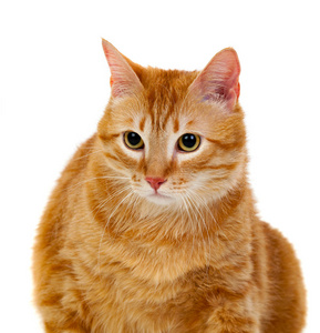 成年红猫与超重