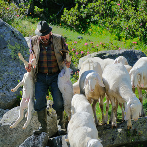 希伯带领他的羊穿过山涧图片