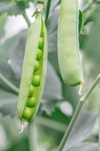 成熟的豆荚，生长在花园里的豌豆