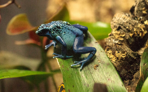 蓝毒箭蛙 Dendrobates 红花 azureus