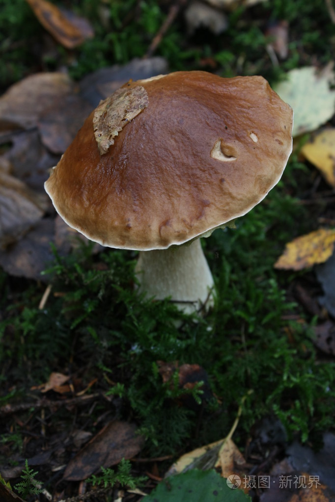 蘑菇蘑菇状物蘑菇形物体女用蘑菇形草帽暴发户