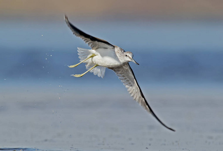 Greenshank 在飞行中的关闭