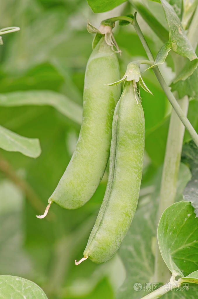 成熟的青豌豆年轻的豌豆荚