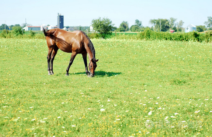 野花草地上的马